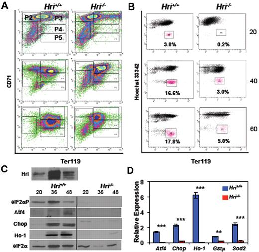 Figure 4. Differentiation of Ter119− FL erythroid progenitors ex vivo and the activation of the Hri signaling pathway. (A) Erythroid differentiation, and (B) reticulocyte production of Hri +/+ and −/− FL Ter119− erythroid progenitors at 20, 40, and 60 hours of ex vivo culture. (C) Activation of Hri and protein expression of its downstream targets. Vertical lines have been inserted to indicate a repositioned gel lane. The middle 3 lanes, which contains Hbb−/− samples, were removed of this Western blot because these results is not necessary for this figure. (D) qPCR analysis of the mRNA expression at 36 hours of ex vivo culture. Data are presented as relative expression normalized to eIF2α control with mean ± SD (n = 3; ***P < .005; **P < .01). Triplicate of ex vivo differentiation were carried out using Hri +/+ or −/− FL erythroid progenitors isolated from embryos of the same mother. This set of experiment was repeated 3 times with similar results.