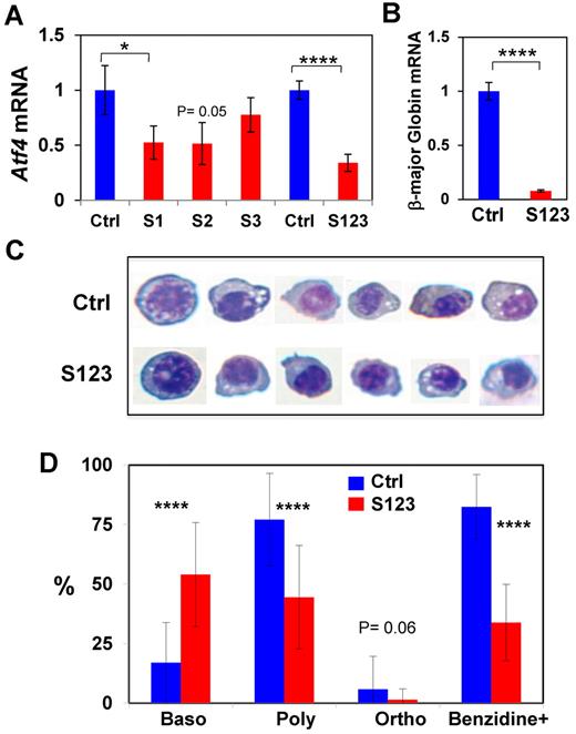 Figure 5. Inhibition of erythroid differentiation of MEL cells by knockdown of the Atf4 expression. (A) Knockdown of Atf4 expression in MEL cells by siRNAs. (B) Decreased expression of β-globin major mRNA in Atf4 knockdown cells. Data are presented as mean ± SD (n = 3, 3 separate transfections were performed). (C-D) Inhibition of erythroid differentiation in Atf4 knockdown cells. At 5 days after siRNA transfection, differentiating cells were stained with Giemsa and benzidine. Representative cells at different stages of differentiation stained are shown in panel C. Cell images were obtained with 40× objectives as describe for Figure 3B. (D) Percentages of cells at the basophilic erythroblast (Baso), polychromatic erythroblast (Poly), and orthochromatic erythroblast (Ortho) stages as well as benzidine-positive cells were determined by scoring the Giemsa-benzidine stained cells.