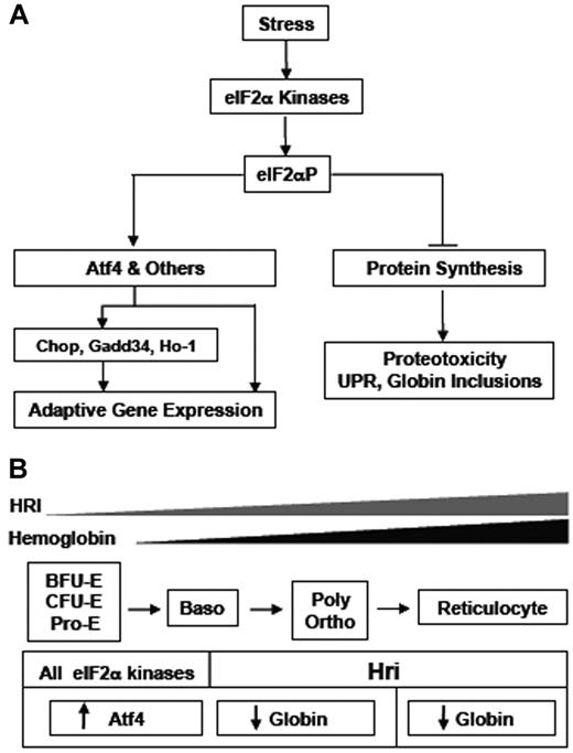 Figure 7. A schematic illustration of Hri-eIF2αP-Atf4 signaling pathway in mitigating stress and during erythropoiesis. (A) Inhibition of general protein synthesis and enhancement of Atf4 translation by eIF2α. On various stress conditions, eIF2α kinases are activated and phosphorylate eIF2α. The first order of action by eIF2α is to inhibit protein synthesis to prevent proteotoxicity resulted from accumulation of excessive unfolded proteins. In the erythroid precursors, Hri is necessary to inhibit globin synthesis in heme deficiency to prevent accumulation of denatured heme-free globins. The second action by eIF2α is to selectively enhance the translation of some mRNAs with open reading frames in their 5′-UTR. At present, Atf4 mRNA is the only known target of this regulation. However, Atf4 is not the only target; there are yet to be identified mRNAs. Induction of Atf4 leads to a signaling pathway for adaptive gene expression as described in the “Introduction.” (B) Dual roles of Hri in erythropoiesis. Expression of Hri is increased during erythropoiesis from basophilic erythroblasts to reticulocytes. Both roles of Hri in inhibition of globin translation and in activation of Atf4 during erythroid differentiation contribute to reduced anemic phenotypes.