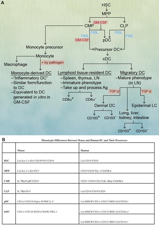 Figure 1. DC hematopoiesis and subsets. (A) All identified DC subsets can be generated from either a common myeloid progenitor (CMP) or common lymphoid progenitor (CLP) depending on the cytokines and growth factors present. DCs can be broadly categorized as cDCs or precursor DCs. pDCs are understood to be a subset of precursor DCs that have plasma cell morphology, an immature phenotype, and secrete type I IFN after activation. Monocyte-derived DCs or “inflammatory DCs” are similar to cDCs in form and function and correlate with in vitro GM-CSF-generated DCs. cDCs can be categorized as lymphoid tissue resident and migratory DCs. DCs were categorized previously as lymphoid or myeloid (mDCs) based on the hypothesis that each had separate progenitors, a convention that has persisted in the experimental and clinical evaluation of DC subsets. Professional illustration by Alice Y. Chen. (B) In mice, pDCs are identified as CD11cloCD11b− Siglec-H+PDCA-1+, whereas in humans, they are lin−MHC II+CD11c−CD123(IL-3Rα)+BDCA2(CD303)+. Mouse mDCs are identified as CD11c+CD11b+B220− (CD45R−) NK1.1−, whereas human mDCs are lin− MHCII+CD11c+CD123−BDCA1(CD1b/c)+. Other phenotypic differences between mouse and human DC precursors are also listed in the table. HSC indicates hematopoietic stem cells; MPP, multipotent progenitor; CMP, common myeloid progenitor; CLP, common lymphoid progenitor; pDC, plasmacytoid DC; mDC, myeloid DC; LN, lymph node; and LP, lamina propria.