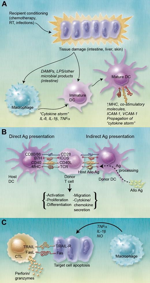 Figure 2. Role of DCs in the pathogenesis of GVHD. (A) Recipient pretransplant conditioning results in target organ tissue damage, leading to the so-called “cytokine storm,” a progressive amplification of proinflammatory cytokine production and immune activation as inflammatory cytokines feed forward unabated. IL-1β, IL-6, and TNF-α are particularly implicated in this process. In addition to proinflammatory cytokines, conditioning-released damage-associated molecular patterns (DAMPS) and translocation of lipopolysaccharide in the intestine also lead to the activation of host and subsequently donor DCs, including epidermal LCs and dermal DCs in the skin. Mature DCs up-regulate MHC, costimulatory, and intercellular adhesion molecule expression. (B) DCs present host allo-Ag to donor T cells. Host DCs resistant to conditioning present alloAg via the direct pathway, whereas transplanted donor DCs present processed alloAg peptides on MHC syngeneic with donor T cells via the indirect pathway. Donor T-cell activation requires Ag presentation via MHC molecules to the T-cell Ag receptor (TCR), as well as stimulation via various costimulatory molecules. This interaction results in T-cell activation, proliferation, differentiation (Th1, Th2), migration to GVHD target organs, and secretion of various chemokines and cytokines, importantly IFN-γ and IL-2. (C) Cellular and inflammatory effectors lead to target organ tissue damage. CTLs mediate target cell apoptosis via interactions between TNF and TNF receptors, TRAIL (TNF-related apoptosis-inducing ligand)/TRAIL-R and Fas (CD95)/FasL interactions and release of cytotoxic mediators (perforin and granzyme). Recruited macrophages release TNF-α, IL-1, and NO, which also damage target cells. RT indicates radiation therapy; ICAM-1, intercellular adhesion molecule-1; VCAM-1, vascular cell adhesion molecule-1; ICOS, inducible costimulator; and NO, nitric oxide. (A-C) Professional illustrations by Alice Y. Chen.