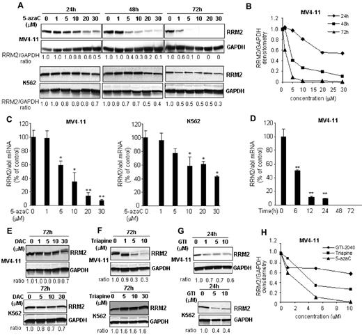 Figure 1. 5-azaC down-regulates RRM2 expression in vitro. (A) The RRM2 protein level was reduced by 5-azaC in a dose- and time-dependent manner in MV4-11 and K562 cells. Densitometry was performed to quantify each lane and the ratio of RRM2 over the loading control GAPDH is presented under each blot. (B) Representative densitometry plots. (C) 5-azaC down-regulates RRM2 mRNA in a dose-dependent manner. Cells were treated with serial concentrations of 5-azaC for 24 hours and collected for analysis. (D) 5-azaC down-regulates RRM2 mRNA in a time-dependent manner. MV4-11 cells were treated with 5μM 5-azaC for the indicated times and the RRM2 mRNA level was quantified. The RRM2 mRNA levels were normalized by an internal control, abl. Data are presented as the percentage of the untreated controls. *P < .05 and **P < .01 compared with the controls. (E) Decitabine (DAC) has minimal effects on RRM2 protein expressions. (F-G) Effects of 2 RRM2 inhibitors, Triapine (F) and GTI-2040 (G), on the RRM2 protein level. (H) Comparative plot of RRM2 protein levels in MV4-11 cells after 5-azaC, Triapine, or GTI-2040 treatment.