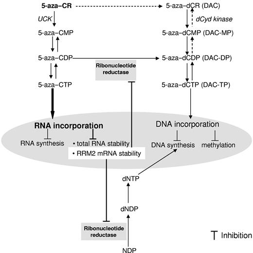 Figure 7. Proposed mechanism of actions for 5-azaC in AML. 5-azaC is majorly phosphorylated to 5-aza–CTP and incorporated into RNA. A fraction of the 5-azaC intermediate product 5-aza–CDP is converted to 5-aza–dCDP by RR, followed by further phosphorylation to 5-azaC–dCTP, which is believed to incorporate into DNA. The results of the present study identify RRM2 as a novel target of 5-azaC. The underlying molecular mechanisms for the inhibitory effects of 5-azaC on RRM2 involve its RNA incorporation and attenuated RRM2 mRNA stability.