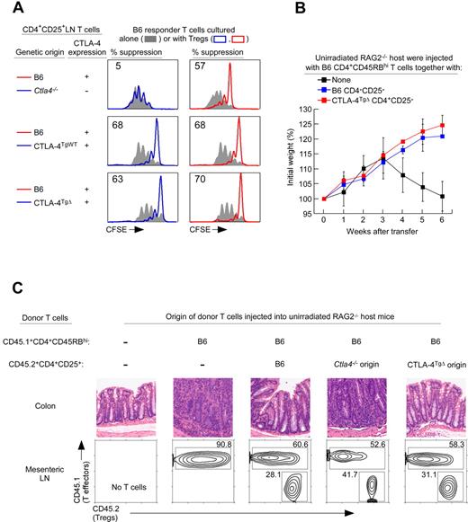Figure 1. CTLA-4 external domain confers Treg suppression. (A) Treg suppression as assessed by CFSE dye dilution. CFSE-labeled CD4+CD25− lymph node Tconv cells from normal B6 mice were either cultured alone (filled curves) or cultured together with purified CD4+CD25+ Tregs of different mice origin and stimulated to proliferate by anti-CD3 (1 μg/mL) and APCs bearing CD80/86–costimulatory ligands. Tregs from Ctla4−/− and CTLA-4TgΔ origins were purified from mixed BM chimeras. Proliferation of Tconv cells was assessed by CFSE dye dilution. The percentage of Tconv cells that failed to divide at least once in cocultures is shown. Data are representative of 4 independent experiments. (B) Five-week-old RAG-2–deficient mice were injected with 4 × 105 CD4+CD45RBhigh (CD45.1+) T cells alone or together with 4 × 105 purified CD4+CD25+ Treg cells (CD45.2) of either B6 or CTLA-4TgΔ donor origin obtained from B6+CTLA-4TgΔ→B6 mice. The percentage change from initial body weight of the recipients was monitored over time. The initial weight gain was because of the young age of the recipient mice. Each data point represents 3 or 4 RAG2−/− recipient mice. (C) RAG-2–deficient mice were injected with 4 × 105 CD4+CD45RBhigh (CD45.1+) T cells alone or with 4 × 105 purified CD4+CD25+ (CD45.2) Tregs of either Ctla4−/− or CTLA-4TgΔ origin obtained from mixed BM chimeras. Tregs of B6 origin were used as a positive control. Five weeks later, mice were killed and their colons stained with H&E. Images are representative of 4 mice from each group. Staining of mesenteric lymph nodes for the relative proportions of CD4+CD45RBhigh effectors and CD4+CD25+ Tregs is shown.