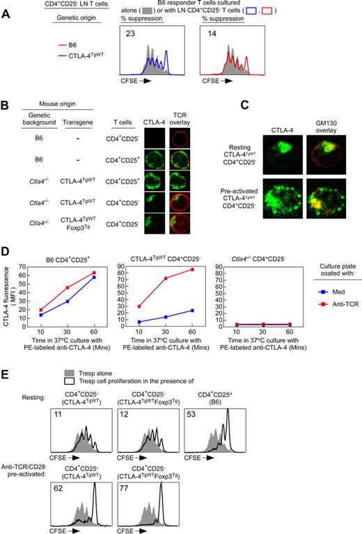 Figure 3. External expression of CTLA-4 is crucial for CTLA-4–mediated suppression. (A) Resting CTLA-4TgWT CD4+CD25− lymph node T cells are not suppressive. CFSE-labeled CD4+CD25− Tconv cells from lymph nodes of normal B6 (CD45.1) mice were either cultured alone (filled curves) or together with purified CD4+CD25− T cells from B6 or CTLA-4TgWT (ie, Ctla4−/−CTLA-4TgWT) mice (open curves) and stimulated to proliferate by anti-CD3 (1 μg/mL) and APCs. Proliferation of CD45.1+ Tconv cells was assessed by CFSE dye dilution. The percentage of Tconv cells that failed to divide at least once in cocultures is shown. Data are representative of 3 independent experiments. (B-C) Intracellular localization of CTLA-4 proteins in CD4+CD25+ Tregs and CD4+CD25− Tconv cells. Resting T cells and T cells preactivated for 2 hours by anti-TCR were stained for TCR, CTLA-4, and GM130. In panel B, T cells were stained for surface TCR (shown in red) followed by fixation and staining for intracellular CTLA-4 (shown in green) and were then visualized by confocal microscopy (see also supplemental Figure 3 and supplemental Videos 1-2). In panel C, T cells were fixed and stained for intracellular CTLA-4 (shown in green) and GM130 (shown in red; see also supplemental Figure 3 and supplemental Videos 3-4) and then visualized by confocal microscopy. (D) Assessment of CTLA-4 externalization in Tregs and Tconv cells. To compare the rate of CTLA-4 recycling and externalization in Tregs and CTLA-4TgWTTconv cells, resting CD4+CD25+ Tregs of B6 origin and resting CD4+CD25− Tconv cells of either CTLA-4TgWT or Ctla4−/− origin were cultured (without APCs) at 37°C for 60 minutes with PE-conjugated anti–CTLA-4 mAb in plates that had been coated either with medium alone or with anti-TCR/CD28 mAbs. The PE-conjugated anti–CTLA-4 mAb was added to capture CTLA-4 proteins cycling to the surface and was detected as surface PE fluorescence. The PE fluorescence acquired in 60 minutes by the indicated T-cell populations during culture in medium alone (blue line) or during culture on plate-bound anti-TCR/CD28 mAbs (red line) is displayed. Data are representative of 2 independent experiments. (E) Preactivation makes CD4+CD25− T cells from CTLA-4TgWT mice suppressive. CFSE-labeled CD4+CD25− lymph node Tconv cells from normal B6 mice were cultured alone (filled curves) or with the indicated T-cell populations (open curves) and stimulated to proliferate by anti-CD3 (1 μg/mL) and APCs. Where indicated, preactivated T cells were stimulated overnight with anti-TCR/CD28+IL-2 before addition to the stimulation cultures. The percentage of Tconv cells that failed to divide at least once in cocultures is shown. Data are representative of 3 independent experiments.