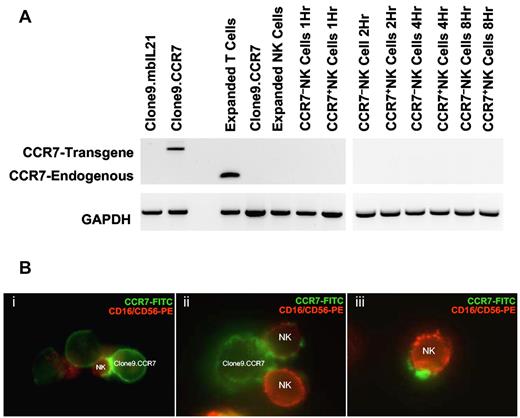 Figure 2. CCR7 expression on NK cells is because of membrane uptake from donor cells rather than expression of the endogenous CCR7 gene. (A) RT-PCR analysis of CCR7 expression in NK cells. The donor cells Clone9.CCR7 were positive for CCR7 transgene mRNA expression and served as negative control for endogenous CCR7 transcript, and T cells served as positive control. CCR7+ NK and CCR7− NK cells both lacked the expression of endogenous CCR7 transcript over the entire 8-hour period of coculture. GAPDH was used as control for quality of cDNA synthesis. (B) Fluorescence microscopic analysis of CCR7 uptake. After coculture of NK and Clone9.CCR7 cells for 15 minutes, the cells were stained with an anti-CCR7 FITC Ab (Clone9.CCR7 cells, in green) and with anti-CD16 and anti-CD56 PE Abs (NK cells, in red), spun onto glass slides with the use of cytospin and mounted slides using Vectashield mounting media, and visualized CCR7 uptake by NK cells with the use of a fluorescence microscope (Nikon Eclipse TE2000-U) equipped with Coolsnap HQ camera/Roper Scientific photometries and Metamorph image acquisition software.