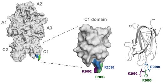 Figure 1. Three-dimensional structure of FVIII molecule highlighting C1 domain residues Arg2090 (blue), Lys2092 (purple), and Phe2093 (green). Left panel provides an overview of the entire FVIII molecule. The position of the A1, A2, A3, C1, and C2 domains is indicated next to the model. The middle panel provides an overview of the surface coverage of the C1 domain. The right panel shows the secondary structure of the protein backbone of the C1 domain. Residues Arg2090, Lys2092, and Phe2093 are displayed in a ball and stick format. Models were based on FVIII crystal structure (PDB code 3cdz) and prepared with PyMol V0.99 imaging software (Schrodinger).