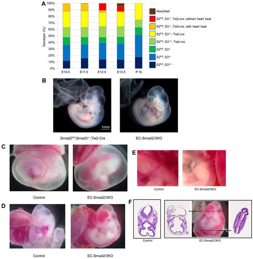 Figure 1. EC-specific disruption of Smad2 and Smad3 results in embryonic lethality around E12.5. (A) Genotype analysis of offspring. The exact numbers of the embryos are shown in supplemental Table 1. PN indicates postnatal mice; S2, Smad2; and S3, Smad3. (B) Gross morphology of Smad2fl/fl;Smad3+/−;Tie2-Cre (left panel) and EC-Smad2/3KO embryos (right panel) at E10.5. (C-E) Gross morphology of control and EC-Smad2/3KO embryos at E11.5. In panel C, vitelline vessels are clearly visible in the yolk sacs of both the control (left panel) and the EC-Smad2/3KO embryos (right panel), although no blood is detected in the EC-Smad2/3KO embryo. In panel D, embryos lacking both Smad2 and Smad3 exhibit evidence of vasodilatation and diffuse bleeding in the head, trunk, and intersomitic regions. (E) High magnitude view around the umbilical cords reveals avascularity in the EC-Smad2/3KO embryos (right panel). (F) Transverse sections of control and EC-Smad2/3KO embryos at E11.5. EC-Smad2/3KO embryos were sliced at the positions indicated by broken lines of arrows. The sections were then stained with H&E to show profuse bleeding in the ventricles of the brain and the neural tube of EC-Smad2/3KO embryos. In current study, all embryos whose genotype is Smad2fl/fl;Smad3−/−;Tie2-Cre show severe hemorrhage at E11.5.