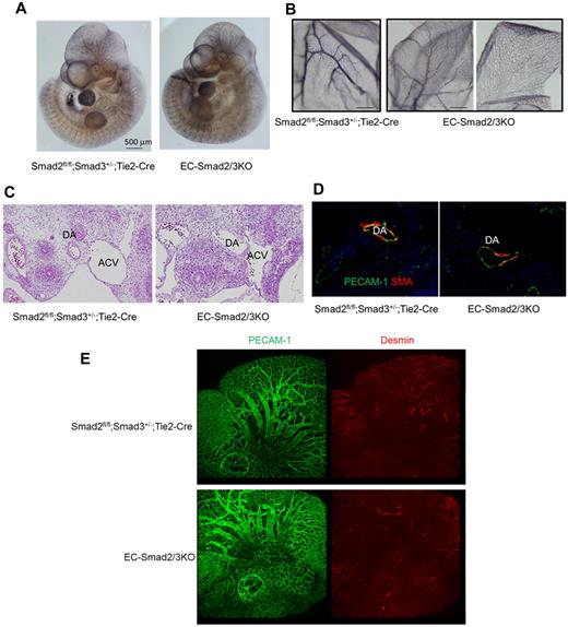 Figure 2. Vascular abnormality in EC-Smad2/3KO embryos at E10.5. (A) Staining of whole embryos at E10.5 with anti–PECAM-1 antibody. The left and right panels show Smad2fl/fl;Smad3+/−;Tie2-Cre and EC-Smad2/3KO embryos, respectively. (B) Staining of yolk sacs at E10.5 with anti–PECAM-1 antibody. The left and right panels show Smad2fl/fl;Smad3+/−;Tie2-Cre and EC-Smad2/3KO embryos, respectively. (C) Transverse sections of embryos at E10.5 including the heart were stained with H&E. DA indicates dorsal aorta; and ACV, anterior cardinal vein. (D) Transverse sections of aortae from E10.5 embryos stained with anti–PECAM-1 (green) and anti-αSMA (red) antibodies. The coverage of ECs with SMCs is shown in yellow. (E) Whole-head staining of embryos at E10.5 with anti–PECAM-1 (green) and antidesmin antibodies (red).