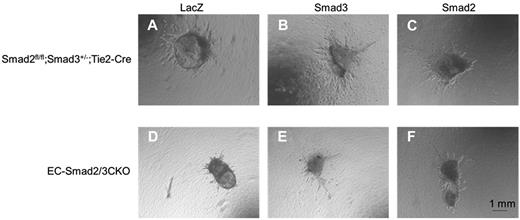 Figure 4. Improvement of vascular sprouting from OMDs of EC-Smad2/3KO embryos. OMD assay was performed using Smad2fl/fl;Smad3+/−;Tie2-Cre (A-C) and EC-Smad2/3KO OMDs (D-F). (A-D) Infection with adenoviral LacZ. (B-E) Infection with adenoviral Smad3. (C-F) Infection with adenoviral Smad2.