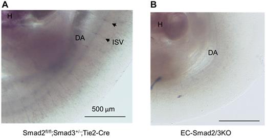 Figure 5. In situ hybridization of S1PR1 mRNA expression in E10.5 embryos. (A) Smad2fl/fl;Smad3+/−;Tie2-Cre embryo. (B) EC-Smad2/3 KO embryo. DA indicates dorsal aorta; H, heart; and ISV, intrasomitic vessel. Arrowheads indicate the representative ISVs expressing S1PR1 mRNA.