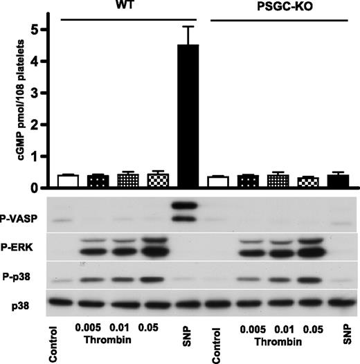 Figure 1. Thrombin neither activates platelet sGC nor induces VASP phosphorylation. Platelets from wild type (WT) and platelet-specific sGC KO mice (PSGC-KO) were isolated exactly according to the protocol used by Zhang et al1 and incubated with the indicated concentrations of thrombin (5 minutes) or 10μM of SNP (1 minute). Parts of the samples were used for cGMP measurement and the rest for Western blot analysis of VASP, p38, and ERK phosphorylation. Results are representative of 5 independent experiments.