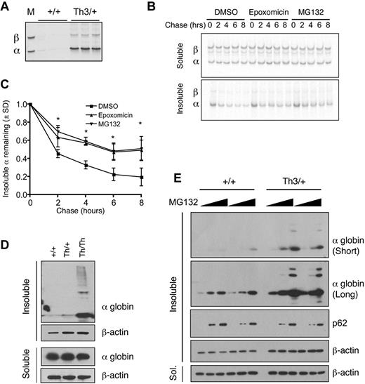 Figure 1. Insoluble α-globin accumulates after proteasome inhibition in β-thalassemic erythroid cells. (A) Coomassie-stained triton acetic acid urea gel showing α-globin precipitates in Th3/+ erythrocyte membranes. The marker lane M shows purified α and β-globins. (B) Th3/+ reticulocytes were pulse labeled with 35S-methionine and 35S-cysteine and chased with unlabeled amino acids for the indicated periods of time with or without proteasome inhibitors. Radiolabeled soluble and insoluble globins were isolated from equal numbers of cells, fractionated by triton acetic acid urea gel electrophoresis, and visualized by autoradiography. (C) Quantification of autoradiographs from panel B; n = 3 mice/group. *P < .05 versus DMSO. (D) α-globin Western blots of soluble and insoluble fractions from mouse fetal liver erythroid cultures (48 hours differentiation) of wild-type, Th3/+, and Th3/Th3 erythroblasts. (E) α-globin Western blots of soluble and insoluble fractions from mouse fetal liver erythroid cultures (72 hours of differentiation) treated with vehicle or MG132 (1 or 10μM) for 12 hours.