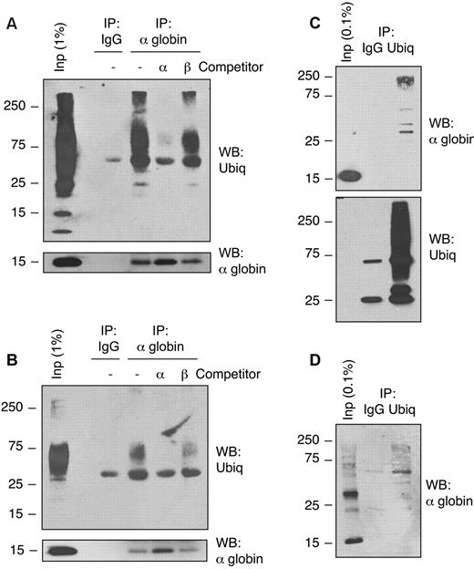 Figure 2. Free α-globin is ubiquitinated in β-thalassemic erythroid cells. Immunoprecipitation-Western blot analysis of solubilized α-globin aggregates from Th3/+ erythrocytes. Membrane-associated α-globin was isolated from mouse Th3/+ (A,C) or human β-thalassemia major (B,D) erythrocytes and solubilized in SDS. Samples were immunoprecipitated with anti–α-globin (A-B) or anti-ubiquitin (C-D) Abs and analyzed by Western blotting using the indicated Abs. Input fractions and preimmune serum (IgG) immunoprecipitation are included as controls. Immunoprecipitation reactions containing purified α-globin or β-globin competitors demonstrate Ab specificity.