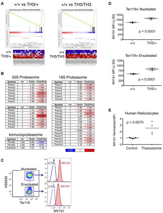 Figure 3. Proteasome components are up-regulated in β-thalassemic erythroblasts. (A) Transcriptome analysis was performed on FACS-purified, developmental stage–matched fetal liver erythroblasts from wild-type, heterozygous (Th3/+), and homozygous (Th3/Th3) thalassemic mouse embryos (supplemental Figure 1). Gene Set Enrichment Analysis (GSEA) reveals the induction of proteasome subunit mRNAs in Th3/+ (left) and Th3/Th3 (right) erythroblasts compared with wild-type controls. (B) Relative expression levels of proteasome subunit mRNAs in β-thalassemic erythroblasts normalized to wild-type controls. (C) Proteasome activities in fetal liver erythroid cultures using the fluorescent proteasome activity indicator MV151. Samples were costained for expression of the erythroid-specific antigen Ter119 and for DNA using Hoescht33342 to distinguish nucleated and enucleated erythroid cells. (D) MV151 mean fluorescence intensity (MFI) for nucleated (top) and enucleated (bottom) erythroid cells (Ter119+) in 48-hour erythroid cultures from wild-type and Th3/+ fetal livers; n = 4 embryos/genotype. (E) MV151 MFI for circulating human reticulocytes (Hoescht33342−, thiazole orange+) from control or β-thalassemia major patients. Values are normalized to controls.