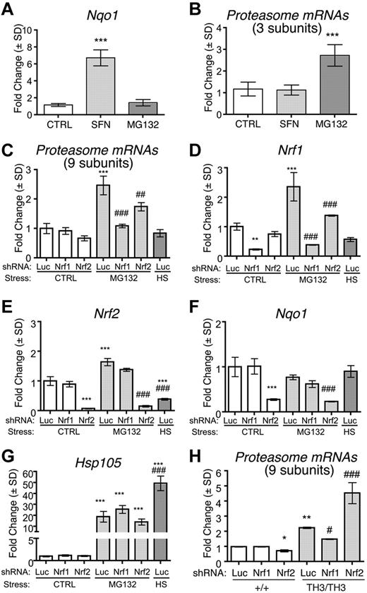 Figure 4. Proteasome subunit up-regulation in β-thalassemia is Nrf1 dependent. (A-B) Wild-type murine fetal liver erythroid cultures were treated for 24 hours with 1μM sulforaphane or 0.1μM MG132 to activate Nrf2 or Nrf1, respectively. (A) Expression of Nqo1, an Nrf2 target gene; n = 4 embryos/group. ***P < .001 versus control (CTRL). (B) Proteasome subunit mRNA expression (average fold change of 3 randomly selected subunits) normalized to control. (C-G) Wild-type fetal liver erythroid precursors were infected with retroviruses encoding control (anti-luciferase, Luc), Nrf1, or Nrf2 targeted shRNAs and differentiated for 24 hours with or without 0.1μM MG132. As an additional control, Luc shRNA–infected cells were also heat-shocked at 42°C for 1 hour and allowed to recover for 1 hour at 37°C (HS). Transcript expression was normalized to β-actin and Hprt mRNAs and compared among experimental groups with control-treated Luc shRNA samples assigned an arbitrary value of 1.0. Proteasome subunit expression is shown as the average fold change of an expanded panel of 9 proteasome subunit mRNAs (C), Nrf1 (D), Nrf2 (E), Nqo1 (F), and Hsp105 (G); n = 3 embryos per group. **P < .01 versus Luc Ctrl; ***P < .001 versus Luc Ctrl; ##P < .01 versus Luc MG132; ###P < .001 versus +/+ Luc. (H) Proteasome subunit mRNA expression in wild-type or Th3/Th3 fetal liver erythroblasts infected with retroviruses expressing shRNAs targeting Nrf1, Nrf2, or luciferase (Luc). Analysis was performed after 48 hours of expansion and 44 hours of differentiation. Data shown are the average fold change for 9 subunit transcripts; n = 3 embryos/group. *P < .05 versus +/+ Luc; **P < .01 versus +/+ Luc, #P < .05 versus Th3/Th3 Luc; ## P < .001 versus +/+ Luc.
