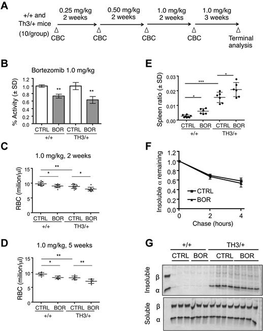 Figure 5. Systemic proteasome inhibition by bortezomib impairs both thalassemic and normal erythropoiesis in vivo. (A) Scheme for bortezomib dosing in wild-type and Th3/+ mice. (B) Proteasome activity in erythrocytes from mice 24 hours after treatment with 1.0 mg/kg of bortezomib. Activity, normalized to total protein, was measured by fluorescence release from Suc-LLVY-AMC proteasome substrate and normalized to control treated mice; n = 3 mice/group. **P < .01 versus control (CTRL). (C) RBC counts of +/+ or Th3/+ mice treated with vehicle or 1.0 mg/kg of bortezomib for 2 weeks; n = 10 mice/group. (D) RBC counts of +/+ or Th3/+ mice treated with vehicle or 1.0 mg/kg of bortezomib for 5 weeks; n = 6 mice/group. *P < .05; **P < .01; ***P < .001. (E) Spleen weight normalized to total body weight in bortezomib-treated and control mice n = 6 mice/group. *P < .05; ***P < .001. (F) Pulse-chase analysis of insoluble α-globin in reticulocytes from control or bortezomib-treated Th3/+ mice. (G) Coomassie-stained insoluble globin aggregates (top) from equal numbers of circulating erythrocytes from wild-type or Th3/+ mice treated with vehicle or bortezomib at 1.0 mg/kg. Soluble fractions are included as loading controls (bottom).