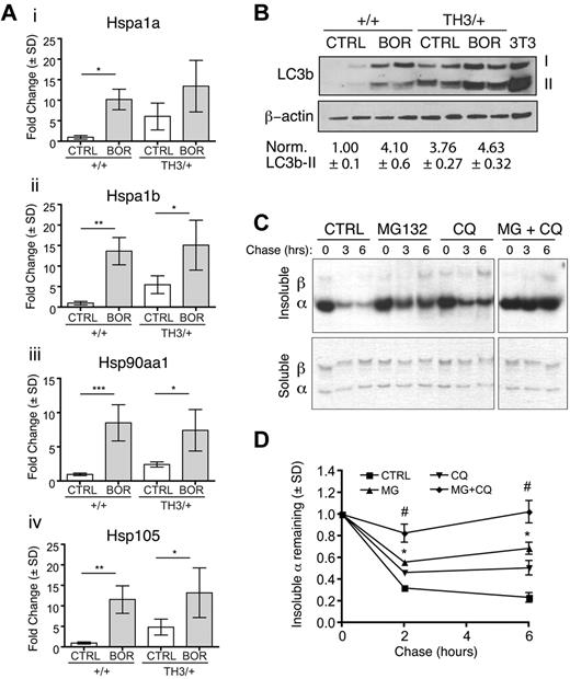 Figure 6. Systemic proteasome inhibition activates alternate α-globin detoxification pathways. (A) Real-time RT-PCR quantification of HSP mRNA expression in Ter119+ erythroblasts from wild-type or Th3/+ mice treated with vehicle (CTRL) or bortezomib (BOR). Expression is normalized to β-actin and Hprt mRNA levels. Relative expression between different experimental groups is shown with vehicle-treated wild-type mice assigned an arbitrary value of 1.0. Data are shown for Hspa1a (i), Hspa1b (ii), Hsp90aa1 (iii), and Hsp105 (iv); n = 4 mice/group. *P < .05; *P < .01; ***P < .001. (B) Purified BM Ter119+ cells from mice treated with bortezomib (BOR, 1.0 mg/kg for 14 days) or vehicle (CTRL) were analyzed by Western blotting for the autophagosome marker LC3b. Two forms of LC3b are indicated: the unmodified form (I) and the phosphatidylethanolamine-conjugated form (II), which indicates active autophagosomes. β-actin expression was examined as a loading control. Mean ± SEM LC3b-II signal normalized to β-actin is shown for 4 mice for each group, with wild-type control treated mice set at 1. (C) Reticulocytes from β-thalassemic (Th3/+) mice were labeled with 35S-cysteine and 35S-methionine and chased with unlabeled amino acids in the presence or absence of proteasome (MG132, 10μM) or lysosome (CQ, chloroquine, 100μM) inhibitors. Soluble and insoluble fractions were purified and analyzed for labeled α-globin by triton acetic acid urea gel electrophoresis, followed by autoradiography. (D) Quantification of autoradiographs from panel C; n = 3 mice. *P < .001 versus control; #P < .001 versus MG or CQ. Note that the drugs inhibit the loss of insoluble α-globin additively.