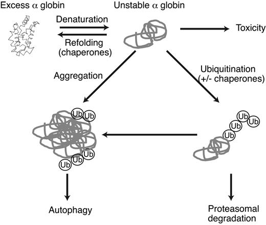 Figure 7. Model of α-globin detoxification pathways in β-thalassemia. Excess free α-globin is unstable and cytotoxic to RBC precursors and mature RBCs. Unstable α-globin is polyubiquitinated and degraded via the proteasome. If ubiquitin-proteasome activity is insufficient, α-globin forms relatively insoluble aggregates that serve as a substrate for macroautophagy. Chaperones may be involved in refolding α-globin or in targeting excess α-globin for degradation. Molecular cross-talk exists between these pathways; for example, inhibition of proteasome activity results in the accumulation of unfolded proteins, activation of stress pathways, and consequent induction of autophagy and heat-shock/molecular chaperone responses.