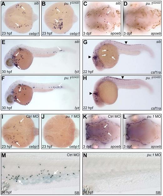 Figure 1. High Pu.1 level supports the production of embryonic macrophages, whereas low Pu.1 level supports embryonic neutrophil production. (A-B) WISH of cebp1 expression in 23 hpf siblings (sib; panel A arrows) and pu.1G242D mutants (panel B arrows). (C-D) WISH of apoeb expression in 3 dpf sib (panel C arrows) and pu.1G242D mutants (D). (A-D) Embryos are viewed dorsally with the anterior to the left. (E-F) WISH of lyz expression in 30 hpf sib (panel E arrows) and pu.1G242D mutants (panel F arrows). (G-H) WISH of csf1ra expression in 22 hpf sib (G) and pu.1G242D mutants (H). White arrows indicate csf1ra expression in macrophage; and black arrowheads, its expression by neural crest cells. (I-J) WISH of cebp1 expression in 23 hpf control (panel I arrows) and pu.1 morphants (panel J, n = 35 of 38). (K-L) WISH of apoeb expression in 3 dpf control (panel K arrows) and pu.1 morphants (panel L, n = 29 of 29). (I-L) Embryos are viewed dorsally with the anterior to the left. (M-N) SB staining of 36 hpf control (panel M arrows) and pu.1 morphants (N, n = 45 of 48).