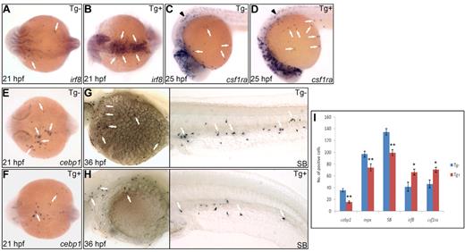 Figure 2. Enforced Pu.1 expression promotes the formation of embryonic macrophages at the expense of embryonic neutrophils. (A-B) WISH of irf8 expression at 21 hpf in heat-shocked Tg(hsp70:myc-pu.1)hkz03t (Tg+, panel B arrows) and nontransgenic sibling (Tg-, panel A arrows). (C-D) WISH of csf1ra expression at 25 hpf in heat-shocked Tg(hsp70:myc-pu.1)hkz03t (Tg+, panel D arrows) and nontransgenic sibling (Tg-, panel C arrows). Arrowheads indicate csf1ra expression in neural crest cells. (E-F) WISH of cebp1 expression at 21 hpf in heat-shocked Tg(hsp70:myc-pu.1)hkz03t (Tg+, panel F arrows) and nontransgenic sibling (Tg-, panel E arrows). (G-H) SB staining at 36 hpf in heat-shocked Tg(hsp70:myc-pu.1)hkz03t (Tg+, panel H arrows) and nontransgenic sibling (Tg-, panel G arrows). (I) Summary of effects of transient Pu.1 overexpression on the development of cebp1+, mpx+, SB+ neutrophils and irf8+, csf1ra+ macrophages. Embryos from Tg(hsp70:myc-pu.1)hkz03t+/− crossed with AB WT are heat shocked at 11 hpf and fixed at 21 hpf, 33 hpf, 36 hpf, 21 hpf, 25 hpf for WISH detection of cebp1 (E-F), mpx, SB (G-H), irf8 (A-B), csf1ra (C-D), respectively. Number (No.) of cells positive for these markers were counted and compared between Tg(hsp70:myc-pu.1)hkz03t (Tg+) and nontransgenic sibling (Tg-) embryos having undergone the same heat-shock and staining protocol. The asterisks indicate statistical difference (t test, cebp1Tg-(mean/SE/n) = 35.6/2.9/12, cebp1Tg+ = 15.6/1.7/11; mpxTg- = 96.9/4.8/13; mpxTg+ = 74.4/5.8/10; SBTg- = 134.4/5.6/18, SBTg+ = 99.3/5.0/16; irf8Tg- = 41.8/7.6/4; irf8Tg+ = 66.3/5.2/12; csf1raTg- = 46.4/6.6/12; csf1raTg+ = 70.5/4.3/12; *P < .05, **P < .001). (A-B,E-F) Embryos are viewed dorsally with the anterior to the left.