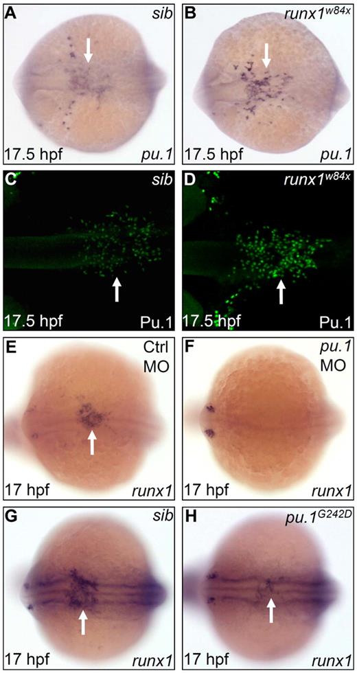 Figure 3. Pu.1 initiates the expression of runx1, whereas Runx1 suppresses late-phase expression of pu.1. (A-B) WISH of pu.1 expression in 17.5 hpf sib (A) and runx1w84x (B) embryos. Arrows indicate WISH signal of pu.1. (C-D) Whole-mount antibody staining of Pu.1 protein in 17.5 hpf sib (C) and runx1w84x (D) embryos. Arrows indicate fluorescent antibody staining signal for Pu.1 protein. (E-F) WISH of runx1 expression in 17 hpf control (E) and pu.1 morphants (F, n = 47 of 48). The arrow indicates WISH signal of runx1 in control morphants (E), which is absent in pu.1 morphants (F). (G-H) WISH of runx1 expression in 17 hpf sib (G) and pu.1G242D mutants (H). Arrows indicate WISH signal of runx1, which is markedly reduced in pu.1G242D mutants (H) compared with sib (G). (A-H) Embryos are viewed dorsally with the anterior to the left.