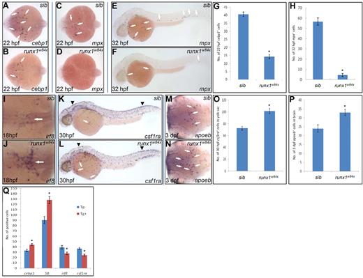 Figure 4. Runx1 regulates embryonic neutrophil versus macrophage fate choice. (A-B) WISH of cebp1 expression in 22 hpf siblings (sib; A arrows) and runx1w84x mutants (B arrows). (C-D) WISH of mpx expression in 22 hpf sib (panel C arrows) and runx1w84x mutants (D). (A-D) Embryos are viewed dorsally with the anterior to the left. (E-F) WISH of mpx expression in 32 hpf sib (E arrows) and runx1w84x mutants (F arrows). (G) Quantification of the number of cebp1+ cells in 22 hpf sib and runx1w84x mutants. *P < .001 (t test, cebp1sib(mean/SE/n) = 40.6/1.4/54, cebp1runx1w84x = 14.2/1.3/17). (H) Quantification of the number of mpx+ cells in 32 hpf sib and runx1w84x mutants. *P < .001 (t test, mpxsib(mean/SE/n) = 56.7/3.6/30, mpxrunx1w84x = 4.5/1.4/9). (I-J) WISH of irf8 expression in 18 hpf sib (I, arrow) and runx1w84x mutants (J, arrow). Embryos are viewed dorsally with the anterior to the left. (K-L) WISH of csf1ra expression in 30 hpf sib (K) and runx1w84x mutants (L). Arrows indicate csf1ra expressed by macrophage; and arrowheads, csf1ra expressed by neural crest cells. (M-N) WISH of apoeb expression in 3 dpf sib (M arrows) and runx1w84x mutants (N arrows). Embryos are viewed dorsally with the anterior to the left. (O) Quantification of the number of csf1ra+ cells in the yolk sac of 30 hpf sib and runx1w84x mutants. *P < .001 (t test, csf1rasib(mean/SE/n) = 72.4/3.2/7, csf1rarunx1w84x = 101.5/4.5/11). (P) Quantification of the number of apoeb+ cells in the brain of 3 dpf sib and runx1w84x mutants. *P < .01 (t test, apoebsib(mean/SE/n) = 24.0/2.1/24, apoebrunx1w84x = 33.0/1.7/33). (Q) Effects of transient Runx1 overexpression on the development of cebp1+, SB+ neutrophils and irf8+, csf1ra+ macrophages. Embryos from Tg(hsp70:myc-runx1)hkz02t+/− crossed with AB WT are heat shocked at 11 hpf and fixed at 22, 36, 20, and 24 hpf for WISH detection of cebp1,SB, irf8, and csf1ra, respectively. The number of cells positive for these markers were counted and compared between Tg(hsp70:myc-runx.1)hkz02t (Tg+) and nontransgenic sibling (Tg−) embryos having undergone the same heat-shock and staining protocol. *P < .01 (t test, cebp1Tg-(mean/SE/n) = 33.4/2.4/27, cebp1Tg+ = 44.1/1.9/32; SBTg− = 90.3/6.8/17, SBTg+ = 128/6.9/15; irf8Tg− = 39.4/3.3/20; irf8Tg+ = 27.9/2.4/18; csf1raTg− = 37/1.8/22, csf1raTg+ = 24.4/1.9/22).