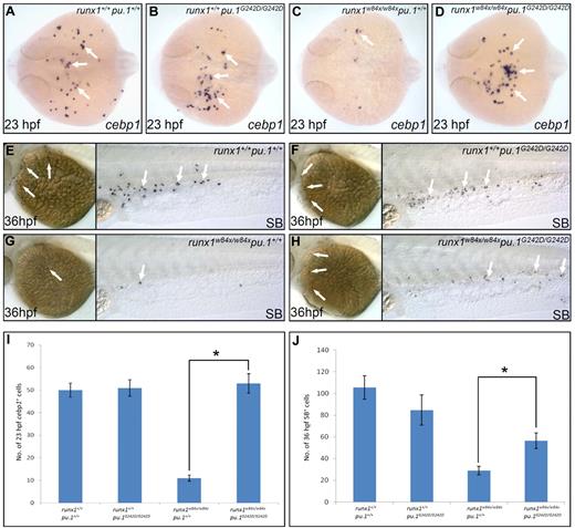 Figure 5. Reducing Pu.1 level rescues neutrophil deficit phenotype in runx1w84x mutants. (A-D) WISH of cebp1 expression in 23 hpf runx1+/+pu.1+/+ (A arrows), runx1+/+pu.1G242D/G242D (B arrows), runx1w84x/w84xpu.1+/+ (C arrow), runx1w84x/w84xpu.1G242D/G242D (D arrows). Embryos are viewed dorsally with the anterior to the left. (E-H) SB staining in 36 hpf runx1+/+pu.1+/+ (E arrows), runx1+/+pu.1G242D/G242D (F arrows), runx1w84x/w84xpu.1+/+ (G arrows), and runx1w84x/w84xpu.1G242D/G242D (H arrows). (I) Quantification of cebp1+ cell numbers in 23 hpf runx1+/+pu.1+/+, runx1+/+pu.1G242D/G242D, runx1w84x/w84xpu.1+/+, and runx1w84x/w84xpu.1G242D/G242D embryos. *P < .001 (t test, cebp1runx1+/+pu.1+/+(mean/SE/n) = 50.3/3.1/13, cebp1runx1+/+pu.1G242D/G242D = 51.2/3.7/12, cebp1runx1w84x/w84x pu.1+/+ = 11/1.3/10, cebp1runx1w84x/w84x pu.1G242D/G242D = 53.2/4.3/15). (J) Quantification of SB+ cell numbers in 36 hpf runx1+/+pu.1+/+, runx1+/+pu.1G242D/G242D, runx1w84x/w84xpu.1+/+, and runx1w84x/w84xpu.1G242D/G242D embryos. *P < .01 (t test, SBrunx1+/+ pu.1+/+ (mean/SE/n) = 105.6/10.7/7, SBrunx1+/+ pu.1G242D/G242D = 84.7/13.8/7, SBrunx1w84x/w84x pu.1+/+ = 28.9/3.9/11, SBrunx1w84x/w84x pu.1G242D/G242D = 56.5/7.3/11.
