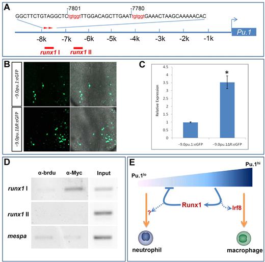Figure 6. Runx1 represses pu.1 expression through acting on pu.1 promoter. (A) Schematic diagram of pu.1 promoter. Two adjoining putative runx1 binding sites (red arrowheads) in the distal portion of pu.1 promoter are predicted by promo, Version 3.0 online software. Red bars represent positions of primers designed to test for Runx1 binding. runx1-I amplifies the region containing 2 putative Runx1 sites, whereas runx1-II amplifies the region devoid of runx1 sites. (B) Representative fluorescent images (left panels) of transient eGFP expression at 17.5 hpf in the RBI of WT embryos injected with −9.0pu.1:eGFP (top panels) and −9.0pu.1ΔR:eGFP (bottom panels) constructs. Right panels: Overlays with bright field images. (C) Quantitative RT-PCR for GFP expression at 17.5 hpf in WT embryos injected with −9.0pu.1:eGFP and −9.0pu.1ΔR:eGFP. Units on y-axis represent the relative fold change of GFP expression in WT embryos injected with −9.0pu.1:eGFP and −9.0pu.1ΔR:eGFP. Expression level was normalized with elf1α expression and the amount of injected DNA. Error bars represent SE. (D) Semiquantitative PCR analysis with chromatin before (input) and after immunoprecipitation with anti-Myc antibody or anti-BrdU antibody (negative control). Sequence of mespa gene promoter serves as a negative control. (E) A model for the regulatory network in controlling embryonic neutrophil and macrophage fate segregation. In this model, a graded Pu.1 level specifies embryonic neutrophil and macrophage fates with high Pu.1 activity required for macrophage fate formation and low Pu.1 supporting neutrophil fate formation. High Pu.1 activity might switch on the expression of its binding partner, Irf8, to establish the embryonic macrophage fate. High Pu.1 activity, on the other hand, turns on the expression of Runx1, which is a direct feedback repressor of pu.1 expression. This Pu.1-Runx1 negative feedback loop thus stabilizes a favorable Pu.1 level that is essential for the formation of neutrophil fate.