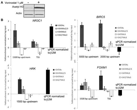 Figure 3. Histone modifications at the promoters of genes of interest. (A) Western blot analysis of acetyl-H3 (and actin loading control) in Reh cells with and without vorinostat exposure. (B) ChIP was carried out with Abs specific for key H3 modifications associated with transcriptional activation (K9ac and K4me2/3) and transcriptional repression (K9me3 and K27me3) and purified DNA was subjected to RT-PCR using primer sets designed to amplify the transcriptional start site and/or the 5′ region of NR3C1, HRK, BIRC5, and FOXM1. Each graph shows the modification of these marks after vorinostat exposure normalized to log input (1%) and the corresponding mRNA expression of the gene by quantitative RT-PCR. TSS indicates transcriptional start site.