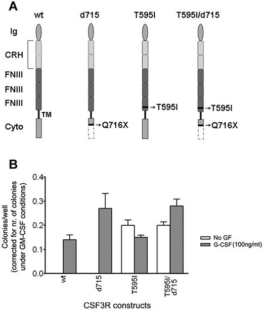Figure 3. Functional analysis of CSF3R mutants in myeloid progenitor cell assays. In vitro colony growth of Csf3r-deficient murine hematopoietic progenitor cells expressing different CSF3R mutants. (A) Graphical representation of the different CSF3R constructs. Wild-type (wt), T595I (containing the extracellular mutation at amino acid position 595), d715 (containing the intracellular mutation Q716X, causing the introduction of a stop codon at amino acid position 716), and T595I/d715, containing both mutations as found in the SCN/AML patient. Ig indicates the Ig-like domain; CRH, cytokine receptor homology domain; FNIII, fibronectin type III repeats; TM, transmembrane domain; and cyto, cytoplasmic domain. Nomenclature has been adopted from Layton et al.42 (B) Colonies were grown in the presence of puromycin without growth factor (no GF) or with 100 ng/mL of human G-CSF. The induced colony growth is dependent on the transduction efficiency and the type of CSF3R construct. The transduction efficiency can be deduced from the number of GM-CSF–induced colonies under puromycin selection, because the CSF3R constructs confer puromycin resistance, but do not affect GM-CSF–induced colony growth. Therefore, by dividing the number of colonies by the number of GM-CSF–induced colonies, the transduction efficiency was corrected for.