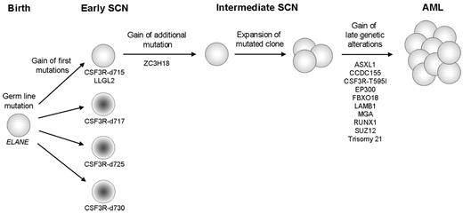Figure 4. Schematic representation of the clonal evolution of SCN to AML. The sequential genetic events, starting with the presence of a germline mutation in ELANE are indicated. A sequential gain of CSF3Rδ mutations and an LLGL2 mutation is observed in the early SCN phase. Only the clone harboring the CSF3R-d715 and the LLGL2 mutation gained an additional mutation in ZC3H18, followed by its expansion in the intermediate SCN phase. Gain of 9 additional mutations and trisomy 21 in the mutated population preceded complete transformation to AML. CSF3R-d715-d730 indicates CSF3Rδ mutations at amino acid positions 715-730.