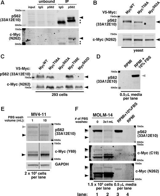 Figure 1. The monoclonal pS62 antibody 33A12E10 recognizes c-Myc but also cross-reacts with a serum protein. (A) pS62 (33A12E10) immunoprecipitates c-Myc. Cells (3×107 JY) were lysed in Ab lysis buffer and incubated overnight at 4°C with either mouse IgG or 33A12E10, followed by protein A beads for 1 hour. Bound protein was washed with Ab lysis buffer, boiled in SDS sample buffer, and separated by SDS-PAGE. Immunoblotting was performed with 33A12E10 and N262 antibodies. Asterisks indicate IgG heavy chain. (B-C) Serine 62 is required for recognition of the pS62 (33A12E10) antibody. The indicated V5-tagged mouse c-Myc constructs were expressed in yeast (B) or 293 cells (C), and lysates were separated by SDS-PAGE. Immunoblotting was performed with 33A12E10 and N262 antibodies. (D) 33A12E10 robustly detects a protein present in trace amounts of FBS. RPMI (10 μL) or RPMI + 10% FBS (10 μL) without cells was resuspended in 100 μL of SDS sample buffer and boiled, and 5 μL were separated by SDS-PAGE and immunoblotted with 33A12E10. (E) Washing cells with PBS reduces cross-reactivity of 33A12E10. One million MV4-11 cells were washed with either 1 mL or 10 mL of PBS, then cells were lysed in SDS sample buffer. Lysate from 2 × 105 cells was separated by SDS-PAGE, and immunoblotting was performed with 33A12E10 and Y69 antibodies. Irrelevant intervening lanes were removed. (F) A form of pS62 c-Myc co-migrates with the cross-reacting serum protein. MOLM-14 cells were harvested with and without 3 sequential PBS washes (1 mL each). Cells were counted before final spin (to control for cells lost during washing), and pellets were lysed in SDS sample buffer. Lysate from 1.5 × 105 cells was separated by SDS-PAGE, and immunoblotting was performed with 33A12E10, C19, and N262 antibodies. For all immunoblots, proteins were separated by SDS-PAGE, transferred to Immobilon-FL membrane, and blocked with Aquablock. Blots were incubated with the indicated primary antibodies followed by goat anti–mouse or anti–rabbit secondary antibodies conjugated to either Alexa Fluor 680 or IRDye800 and imaged on a LI-COR Odyssey scanner. The following primary antibodies were used: pS62 c-Myc (33A12E10; 1:500) and Y69 (1:1000; both from Abcam); N262 (1:1000) and C-19 (1:100; both from Santa Cruz Biotechnology); and GAPDH (1:10 000; Ambion). c-Myc is indicated with a black arrowhead; FBS cross-reacting band is indicated with a gray arrowhead.