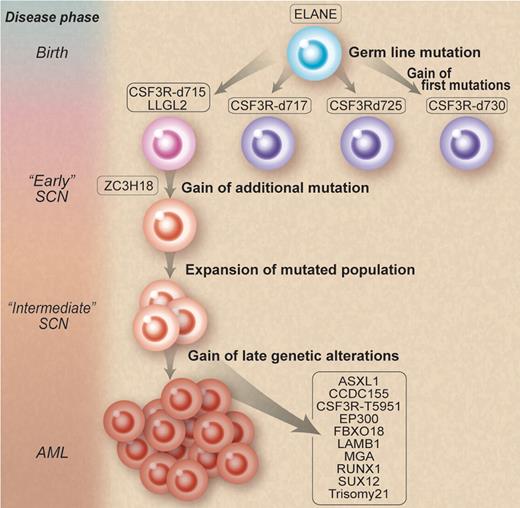 Natural selection of clones. Mutations involving granulocyte colony-stimulating factor receptor (GCSFR) emerge during the course of severe congenital neutropenia (SCN) treated by recombinant human G-CSF. However, some mutations thrive and persist, while others die off. Professional illustration by Debra T. Dartez adapted from Figure 4 in Beekman et al, which begins on page 5071.
