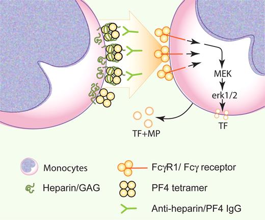 Monocytes contribute to thrombosis in heparin-induced thrombocytopenia (HIT) by cell surface HIT immune complexes triggering the FcγRI receptor via erk1/2 to produce a TF+ surface and TF+ microparticles. Professional illustration by Paulette Dennis.