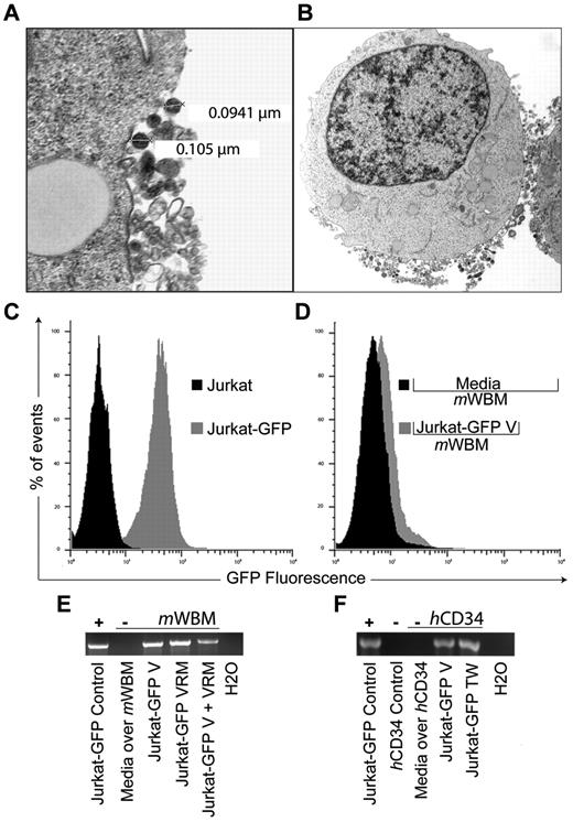 Figure 1. GFP expression and mRNA transfer via exosome trafficking between non-immune cells. (A) Electron micrograph of vesicle release from a Jurkat cell. Cell preparations on UV activated carbon formvar 400 Mesh copper grids (Ted Pella 01 822-F), were imaged at 100 kV on a Philips CM120 TEM microscope. Images were collected on a Gatan 794CCD multiscan camera and converted into 8-bit gray-scale TIF, 28 000× magnification. OHSU-Electron Microscopy Resource (B) Jurkat cell with representative, exosome-sized, vesicles located at the limiting membrane at 7100× magnification. (C) Histogram representation of green fluorescent protein (GFP) expression by Jurkat cells (Jurkat-GFP) after replication deficient retrovirus vector transduction (vesicular stomatitis virus G protein pseudotype, MOI 1, GFP expression cassette) and non-transduced control (Jurkat). (D) Overlay histogram demonstrating GFP expression in murine whole bone marrow cells (mWBM) 48 hours after transwell (0.4 μm pore) exposure to Jurkat-GFP derived vesicles (Jurkat-GFP-V) or media control (Media over mWBM). Vesicles (V) were isolated from culture media by differential centrifugation at 300g × 10 minutes, 2 000g × 15 minutes, 10 000g × 20 minutes, and at 100 000g × 2 hours. The pellet was washed, ultracentrifuged at 100 000g for 2 hours and resuspended in PBS. (E) Reverse transcription PCR analysis indicating the presence or absence of GFP sequence in mWBM cells after indicated coculture conditions: 48-hour transwell (TW), concentrated vesicles (V) or vesicle rich media (VRM) from Jurkat-GFP cells versus media control. RNA was extracted using RNeasy (QIAGEN). Complementary DNA was synthesized using the SuperScript III First Strand Synthesis Kit (Invitrogen) with oligo-dT priming followed by PCR. (F) Detection of GFP transcripts in non-mobilized normal human CD34+ (hCD34) cells (Stem Cell Technologies). Culture condition, sample handling and reverse transcription PCR analysis as in panel E. Experiments were repeated with similar results.