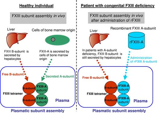 FXIII B-subunit, the carrier protein, is synthesized and secreted by the liver, whereas FXIII A-subunit is synthesized and released by cells of bone marrow origin. Both subunits are assembled in plasma to a tetrameric molecule consisting of 2 A- and 2 B-subunits (A2B2). In patients with congenital FXIII A-subunit deficiency, only free FXIII B-subunit circulates in plasma. After administration of rFXIII-A, both subunits are assembled in plasma to tetrameric FXIII in the same way as in healthy subjects.