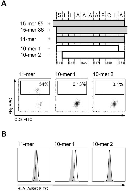 Figure 4. HLA A*0201-restricted epitope 341-351. Mapping the minimal immunogenic AA sequence and HLA stabilization. (A) The position of the different peptides in cyclin-A1. IFN-γ ICS of T-cell line (donor 2264) stimulated by autologous LCLs pulsed with the 10-mer 1, 10-mer 2, and 11-mer. Only pulsing with the 11-mer results in IFN-γ production in the T-cell line. (B) HLA stabilization assay: both 10-mer 1 and the 11-mer peptide stabilize HLA A*0201 on T2 cells. Negative controls are T2 cells pulsed with an irrelevant 15-mer (shaded).