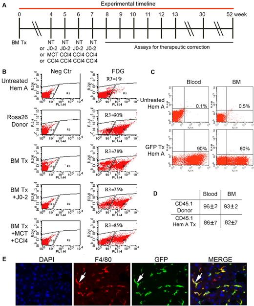 Figure 1. Replacement of BM cells in hemophilia A mice after transplantation of 2 × 106 BM cells. (A) Timeline indicating animal groups subjected to BM transplantation (Tx), including no further treatment (NT) or J0-2 antibody, MCT, and CCl4 followed by assays for therapeutic correction. (B) Flow cytometry showing BM chimerism after 2 months in recipients of Rosa 26 BM with LacZ expression detected by FDG. Panels on left are negative controls. R3 gate in panels on right indicates BM repopulating cells. BM chimerism was extensive, including mice with BM Tx and J0-2, MCT, and CCl4. (C) Flow cytometry after 2 months in recipient of GFP+ BM cells showing chimerism of 90% in blood and 60% in BM. (D) Flow cytometry after 2 months in recipients (n = 7) of CD45.1 BM cells showing > 80% chimerism. (E) GFP+ donor-derived cells in liver sinusoids (green, arrow) 6 months after transplant. Stains included DAPI for nuclei (blue) and F4/80 for KC (red). Donor BM-derived KCs appear yellow in merged image (arrow, right panel). Original magnification ×400.