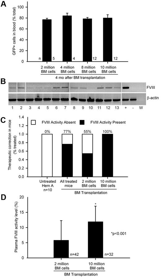 Figure 2. Transplantation of healthy BM and phenotypic correction in hemophilia A. (A) Flow cytometry of blood cells showing BM chimerism was similar 4 months after 2 × 106 to 10 × 106 GFP+ BM cells were transplanted in hemophilia mice. (B) FVIII mRNA expression in BM by single-step RT-PCR: lanes 1-13, BM-recipient hemophilia mice 3 to 6 months after transplantation of 2 × 106 whole BM cells; lane marked (+), GFP+ mouse BM; lane marked (−), hemophilia mouse liver; lane marked (W), PCR mix alone. β-actin RNA was loading control. (C) Percentage of therapeutic correction in 74 consecutive hemophilia mice with plasma FVIII activity (≥ 1% or 0.01 IU/mL of human FVIII standard) or without FVIII activity after BM transplants, including subgroups with 2 × 106 BM cells (n = 42) or 10 × 106 BM cells (n = 32). (D) Plasma FVIII activity levels with FTGT in hemophilia mice shown in preceding panel indicated less correction after 2 × 106 versus 10 × 106 BM cells (P < .001; t test; 100% mouse plasma FVIII activity corresponded to 1.02 IU/mL of human FVIII standard).