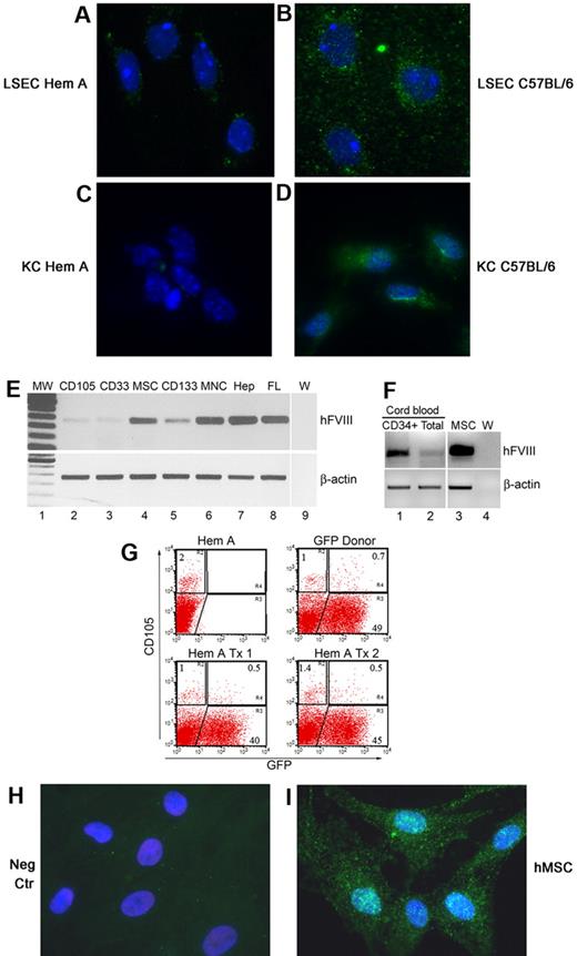 Figure 5. FVIII immunostaining with ab53703 in primary mouse liver cells after culture for 48 hours. (A) LSECs from hemophilia A mouse with no FVIII staining. (B) LSECs from healthy C57BL/6 mouse with FVIII as punctate green cytoplasmic dots. (C) CD11b+ KCs from hemophilia A mouse with no staining. (D) CD11b+ KCs from healthy C57BL/6 mouse with FVIII in cytoplasm. The abundance of FVIII in KCs was less than in LSECs. (E) FVIII mRNA in fractionated human BM by single-step RT-PCR: lane 1, molecular weight marker; lane 2, CD105 (mesenchymal and vasculogenic endothelial) cells; lane 3, CD33 (myeloid) cells; lane 4, MSCs; lane 5, CD133 (hematopoietic precursor) cells; lane 6, total BM MNCs; lane 7, adult human hepatocytes (Hep); lane 8, fetal human liver (FL); and lane 9, PCR mix (W). β-actin was amplified to verify RNA integrity. (F) Single-step RT-PCR for FVIII in CD34+ human CB cells (lane 1), total human CB cells (lane 2), BM-derived hMSCs used for transplantation studies in NOD/SCID hemophilia A mice (lane 3), and PCR mix (W; lane 4). (G) Flow cytometry of BM for abundance of CD105 cells from hemophilia A mouse, GFP transgenic donor mouse, and 2 hemophilia mice 9 months after transplantation of 10 × 106 BM cells from GFP donor mice. Note CD105+ cell fraction in BM of hemophilia mouse and GFP+ donor mouse was 2% and 1.7%, respectively (R2+R4 gates), with GFP expression in 70% of CD105 cells in donor. After BM transplantation, GFP+ donor BM cells constituted 33% and 26% of CD105 cells in hemophilia A mice. (H-I) FVIII staining with ab53703 in BM-derived hMSCs in culture with no signals when FVIII antibody was omitted (H) and staining of FVIII in cytoplasm (green dots) after inclusion of FVIII antibody (I). Panels A through D and H and I, DAPI counterstain (blue); original magnification ×630.