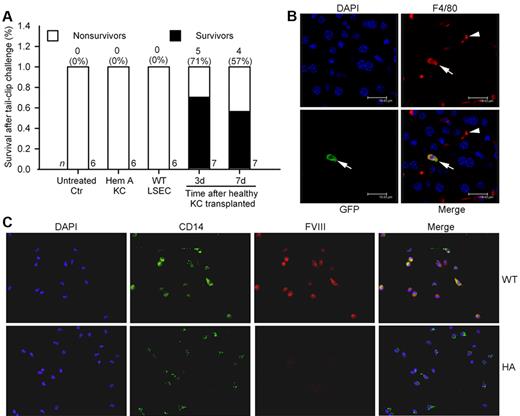 Figure 6. Intravenous transplantation of CD11b+ KC in C57Bl/6 hemophilia mice. (A) Percent survival in mice after tail-clip bleeding. All untreated control mice died, as did mice 3 days after transplantation of 2.5 to 3 × 106 KCs from hemophilia A donors, and mice 3 days after transplantation of 1 × 105 LSECs from C57Bl/6 mice (n = 6 ea). In recipients of 2.5 to 3 × 106 KCs from healthy C57Bl/6 GFP donors, tail-clip after 3 days and 7 days produced survival (P = .02 and 0.07, respectively; Fisher exact test). (B) Localization of transplanted KCs in liver by immunostaining for F4/80 (KC marker, red) and GFP (transplanted cell marker, green). F4/80+ KCs in liver sinusoids 3 days after KC transplantation in hemophilia mouse (arrowhead). A transplanted KC is shown with GFP plus F4/80 (arrow). (C) Shows CD11b+ peripheral blood MNCs from WT and hemophilia A mice with staining for CD14 and FVIII. Original magnification (B) ×630, (C) ×400.