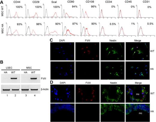 Figure 7. Analysis of mouse MSC from WT and hemophilia A C57Bl/6 mice. (A) FACS (fluorescence-activated cell sorter) characterization of MSCs isolated from bones of 3-week-old mice followed by 4 passages in culture. Cells were stained with antibodies shown. Markers typically associated with MSCs (ie, CD44, CD29, ScaI, CD90, and CD106) were present, whereas hematopoietic markers, CD34 and CD45, or endothelial marker, CD31, were absent. (B) RT-PCR showing FVIII mRNA in LSECs and MSCs from WT mice and its absence in cells from hemophilia A mice, along with β-actin mRNA to indicate equivalent cDNA loading. (C) Colocalization of nestin and FVIII by ab61390 FVIII antibody in MSCs from WT and hemophilia mice. (D) Identification of transplanted MSCs in hemophilia mice after 7 days with staining for nestin along with FVIII by ab61390 FVIII antibody; mc = microcarriers.