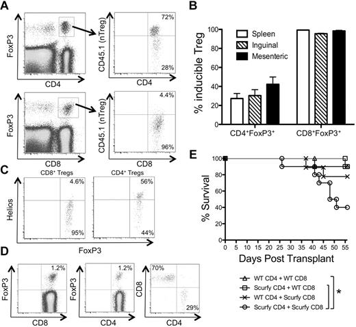 Figure 5. CD8+ Tregs represent a large fraction of iTregs that are generated in the recipient during GVHD. (A) GFP+ Tregs (CD4+ and CD8+) were sorted from CD45.1+ FoxP3.GFP mice (H-2b) and mixed with GFP− Tconvs (CD4+ and CD8+) sorted from CD45.2+ FoxP3.GFP mice (H-2b). The T cells were combined with RAG−/− splenocytes (H-2b) and T cell–depleted BM (H-2b) and injected into irradiated CD45.1/CD45.2 heterozygous B6D2F1 mice (H-2bxd). (A) Representative plot examining CD45.1 positivity of donor-derived GFP+ Tregs (host cells are also gated out by CD45.1/CD45.2 double positivity) is shown for CD4+ (top panels) and CD8+ (bottom panels) Tregs in the spleen on day 8 after transplantation. (B) The percentage of CD4+ and CD8+ Tregs derived from Tconvs (CD45.1−) was determined in the spleen and inguinal and mesenteric LNs of mice (n = 3) on day 8 after transplantation. Results are expressed as mean ± SEM. (C) Irradiated CD45.2+ B6D2F1 (H-2bxd) mice were injected with splenocytes and T cell–depleted BM from CD45.1+ FoxP3.GFP (H-2b) mice. On day 8 after transplantation, CD45.1+ CD4+ T cells (right plot) and CD8+ T cells (left plot) were analyzed for expression of Helios. (D) GFP− Tconvs (CD4+ and CD8+) were sorted from CD45.1+ FoxP3.GFP (H-2b) mice, combined with RAG−/− splenocytes (H-2b) and T cell–depleted BM (H-2b), and injected into irradiated B6D2F1 mice (H-2bxd). A representative plot examining donor T cells (CD45.1+) is shown for CD8+ (left plot) and CD4+ (middle plot) T cells in the spleen on day 8 after transplantation. The right plot was gated on all GFP+ cells and shows the relative contribution of CD8+ and CD4+ Tregs to the iTreg pool. One representative of 3 independent experiments is shown. (E) CD45.1+ GFP− CD4+ and CD8+ Tconvs were sorted from FoxP3.GFP (CD45.1+):WT and Scurfy (CD45.1+):WT mixed BM chimeras. 0.6 × 106 CD4+ Tconvs (WT GFP− or Scurfy) were mixed with 0.4 × 106 CD8+ Tconvs (WT GFP− or Scurfy) and used as effectors for GVHD induction in irradiated B6D2F1 mice. Survival was monitored over an 8-week period. Two independent experiments were combined with a total of n = 9 or 10 mice/group to generate the survival curve. *P < .05 by log-rank test.