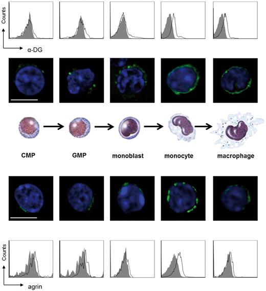 Figure 1. Expression of agrin and its receptor in monocytic cell populations. Representative flow cytometric analyses and confocal images of agrin and α-DG expression in myeloid progenitors and monocytic cell populations (the gray solid curve represents the isotype control). Cells were stained for agrin or α-dystroglycan (α-DG; green) and nuclear DNA (blue). Scale bar, 5 μm.