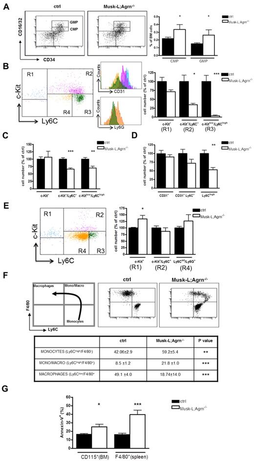 Figure 3. Agrin deficiency impairs monocytic cell maturation. (A) Representative flow cytometric analysis of the myeloid hematopoietic progenitors in control and agrin-deficient mice and relative frequencies among total BM cells (ctrl, n = 20; Musk-L;Agrn−/−, n = 5). FACS analysis is referred to the Lin−/IL7R−/cKit+/Sca1− gate, in which CMPs are defined as CD34+/low/CD16/32int, whereas GMPs as CD34+/CD16/32+. Equal numbers of sorted CMP(B) or GMP BM progenitors (C) and (E) or CD31+/Lin− BM monoblasts (D) from P5 control and Musk-L;Agrn−/− mice were cultured for 7 (B-C,E) or 5 days (D) with 50 ng/mL recombinant M-CSF (B-C,D) or with 20 ng/mL recombinant G-CSF (E) and total cell numbers relative to control were calculated. Data are from 2 (B-C,E) or 3 (D) independent experiments. Gate strategy was performed as shown in representative plots; R1: c-Kit+/CD31high/Ly6C−/Ly6G−; R2: c-Kit+/CD31+/Ly6C+/Ly6G−; R3: c-Kitlow/CD31−/Ly6Chigh/Ly6G−;R4: c-Kitlow/CD31−/Ly6Cint/Ly6G+. (F) Equal numbers of sorted Ly6Chigh BM cells from P5 control and Musk-L;Agrn−/− mice were cultured for 3 days with 50 ng/mL recombinant M-CSF and total monocytic cell numbers relative to control were calculated. Shown are a representative flow cytometric analysis of Ly6ChighF4/80− (monocytes), Ly-6ChighF4/80+ (monocytes in the process of differentiating into macrophages), and Ly6CloF4/80+ (mature macrophages) and the statistical analysis of the frequency of the 3 populations, (ctrl, n = 14; Musk-L;Agrn−/−, n = 7). (G) Annexin V analysis on P5 BM monocytes and splenic macrophages (ctrl, n = 10; Musk-L;Agrn−/−, n = 7;). In all panels, error bars represent SEM and *P ≤ .05, **P ≤ .01, ***P ≤ .0001.