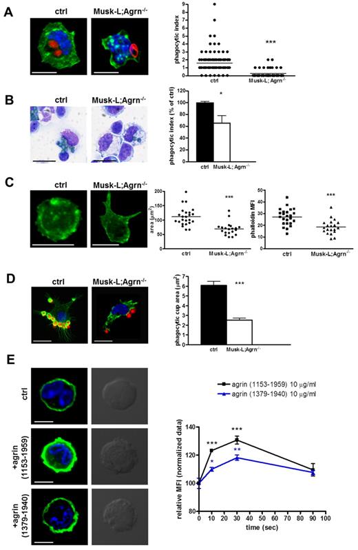 Figure 5. Impaired phagocytosis in agrin-deficient macrophages. (A) Confocal images and phagocytic index of CD11b+/F4/80+ macrophages sorted from control or Musk-L;Agrn−/− spleens and incubated with opsonized Alexa Fluor 594–conjugated zymosan A bioparticles (red) for 1 hour at 37°C (green: Alexa 488–Falloidin). The phagocytic index represents the number of red particles per macrophage. Scale bar, 10 μm. (B) Representative images and phagocytic index of an in vivo phagocytosis assay. Irradiated recipients (CD45.1) reconstituted with control or Musk-L;Agrn−/− BM cells 9 weeks after the transfer were injected intratraperitoneally with 5 × 107 heat inactivated FITC-labeled conidia and killed 30 minutes later. Peritoneal macrophage phagocytosis was analyzed by FACS on the CD45.1−/CD11b+/F4/80+ population. Alternatively, cytospins were prepared and stained with Diff Quick (images). Scale bar, 10 μm. (C) CD11b+/F4/80+ macrophages sorted from ctrl and Musk-L;Agrn−/− were plated onto hIgG-coated coverslips and fixed after 60 minutes. Representative images are shown; scale bar, 10 μm. Analyses of adherent membrane surface area (μm2) and phalloidin MFI are shown. (D) F-actin response (phalloidin staining, green) in peritoneal macrophages during formation of phagocytic synapses with opsonized zymosan A bioparticles (red) for 1 minute. Representative images and statistical analysis of the phagocytic cup area (μm2) are shown. Scale bar, 10 μm. (E) Resident peritoneal CD11b+/F4/80high macrophages sorted from control mice were treated with 10 μg/mL of soluble, recombinant agrin (1153-1959; R&D) or (1379-1940; kindly provided by Panos Kabourdis, William Harvey Institute, Barts and The London School of Medicine and Dentistry, Queen Mary University of London), as indicated. Induction of actin polymerization (phalloidin staining) was analyzed by confocal microscopy (left) and flow cytometry (right). Scale bar, 5 μm. Error bars represent SEM and *P ≤ .05, **P ≤ .01, ***P < .0001.