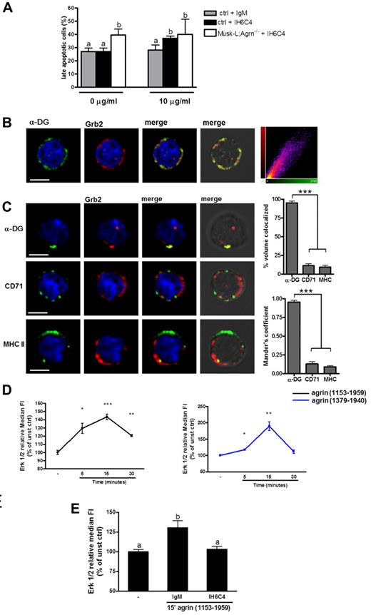 Figure 6. Agrin delivers signals through the α-DG. (A) Control and Musk-L;Agrn−/− splenocytes were incubated with (10 μg/mL) or without (0 μg/mL) the anti-α-DG blocking antibody IIH6C4 or the same concentration of its isotype control (IgM). Annexin+/PI+ analysis was performed on CD11b+/F4/80+ macrophages after 24 hours (ctrl, n = 10; Musk-L;Agrn−/−, n = 6.) Bars with different letters are significantly different from each other (student-Newman-Keuls test, P < .05). (B-C) Representative confocal images (scale bar, 5 μm) of macrophages isolated from P5 control mice and quantitative colocalization analysis. (B) Cells were fixed and stained for α-DG (green), Grb2 (red), and DNA (blue). Corresponding pictures were merged (yellow). Each colocalized pixel was plotted on a scatter diagram to give correlation plots, with colocalizing pixels falling around the diagonal line. Data from at least 30 cells were used to calculate the Pearson coefficient (P) as mean ± SEM. (C) Cells were incubated with primary mAbs to α-DG, CD71, or MHCII and then secondary mAbs (green) to induce patching. Fixed cells were stained for Grb-2 (red) and DNA (blue). Corresponding pictures were merged (yellow). Percentage of colocalized volume and the Mander colocalization coefficient with Grb2 were determined as described in “Immunochemistry and immunofluorescence.” Data from at least 30 cells were used. (D) Total splenocytes were stimulated with commercial agrin (1153-1959; black line), or laboratory-produced agrin (1379-1940; blue line) and the phosphorylation of Erk 1/2 was evaluated in CD11b+ /F4/80+ cells. (E) Total splenocytes preincubated with the anti–α-DG blocking antibody IIH6C4 or its isotypic control (IgM) were stimulated with commercial agrin (1153-1959) for 15 minutes and the phosphorylation of Erk 1/2 was evaluated in CD11b+ /F4/80+ cells. Changes in Erk phosphorylation were expressed as fold increase of MFI of stimulated over unstimulated cells (time 0); n = 3. Bars with different letters are significantly different from each other (Student Newman-Keuls test, P < .05).