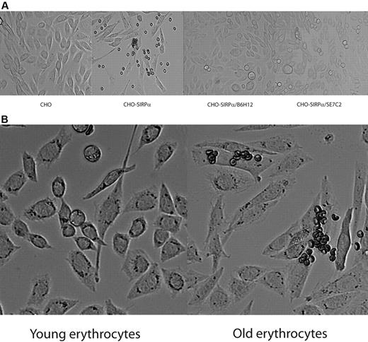 Figure 1. Binding of erythrocytes to CHO cells transfected with SIRPα. (A) A fraction of erythrocytes obtained from fresh blood binds to CHO SIRPα cells, whereas no binding was observed to mock-transfected cells. Binding of erythrocytes to CHO SIRPα cells is dependent on CD47 and SIRPα. (B) The erythrocytes from fresh blood that bind to CHO SIRPα cells reside in the fraction of old erythrocytes. Data are representative of 4 experiments.