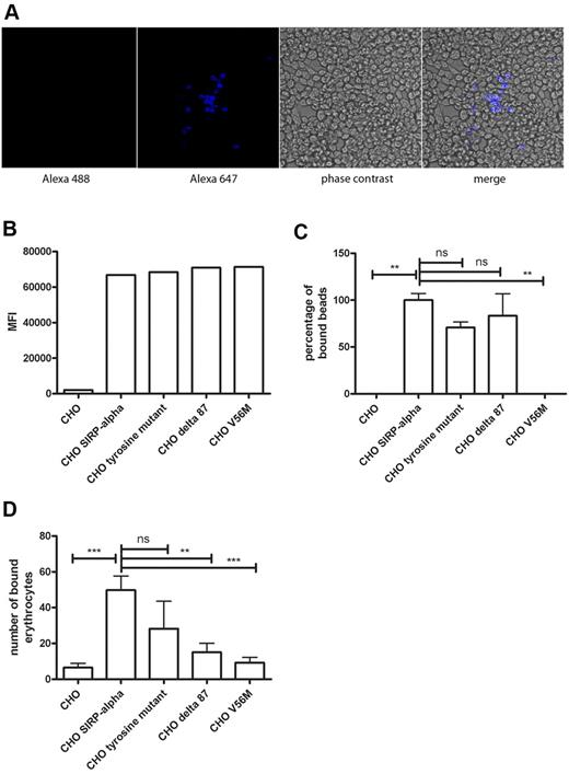 Figure 2. CHO SIRPα cells bind and phagocytose erythrocytes. (A) Phagocytosed erythrocytes were detected by intracellular glycophorin A staining in combination with a secondary goat anti–mouse Alexa-647 antibody. (B) Expression levels of different SIRPα constructs expressed in CHO cells, as detected by flow cytometry. (C) Binding of CD47 beads to CHO cells transfected with different constructs of SIRPα in the absence of serum. (D) Erythrocyte binding to CHO cells transfected with different SIRPα constructs in the absence of serum. Data are representative of 3 experiments. ns indicates not significant. **P < .01; ***P < .001.